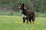 BORDER COLLIE 977